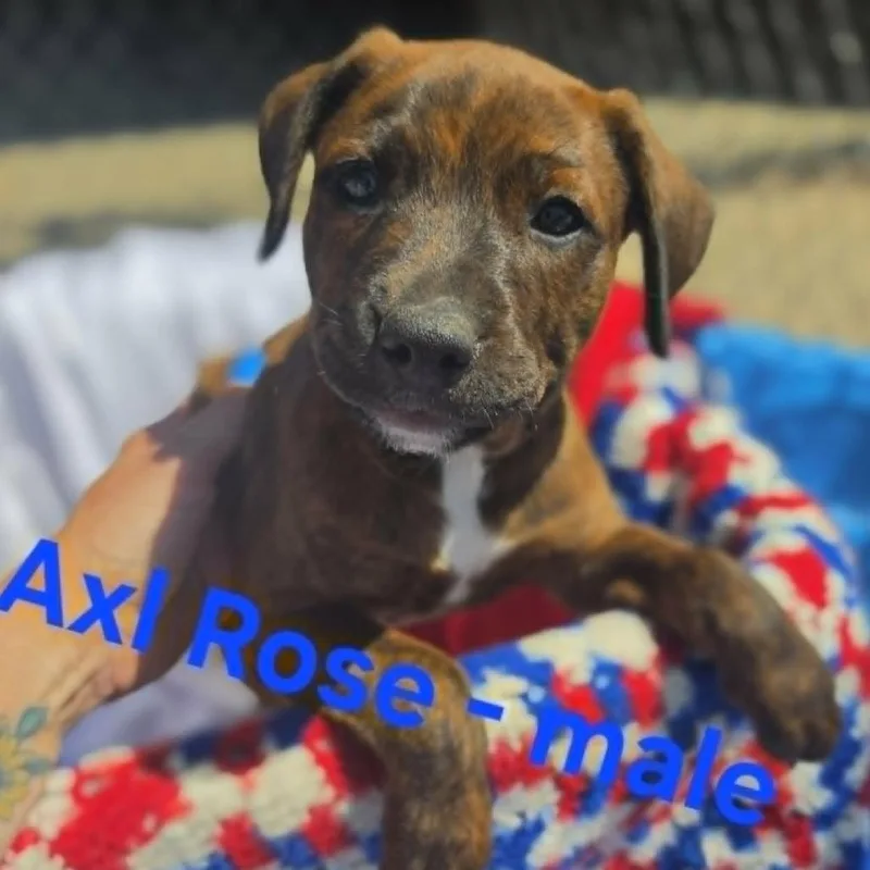 Axl Rose thumbnail 3