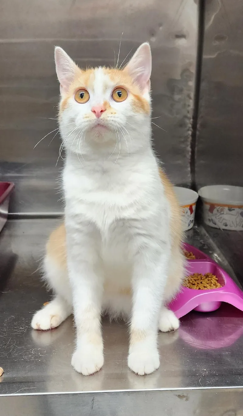 A young medium-sized female Domestic Short Hair cat named Sandy for adoption in Washingtonville, NY