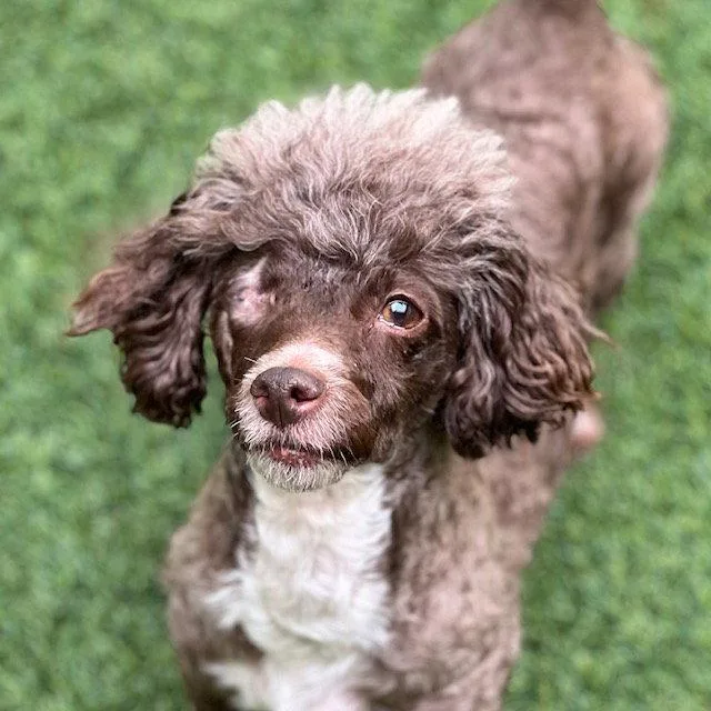 An adult small-sized female Poodle dog named Sasha for adoption in Burlingame, CA