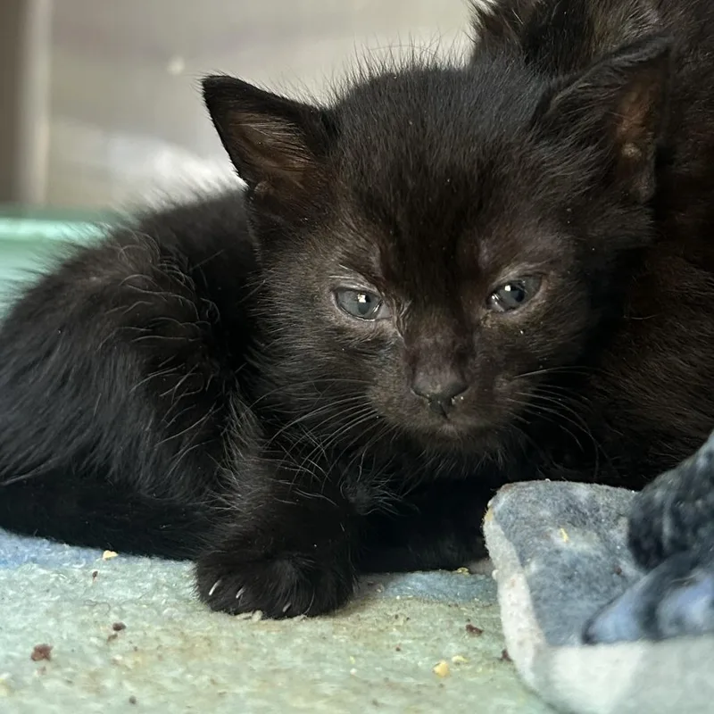 A baby small-sized female Black Domestic Short Hair cat named Raspberry for adoption in Enterprise, AL