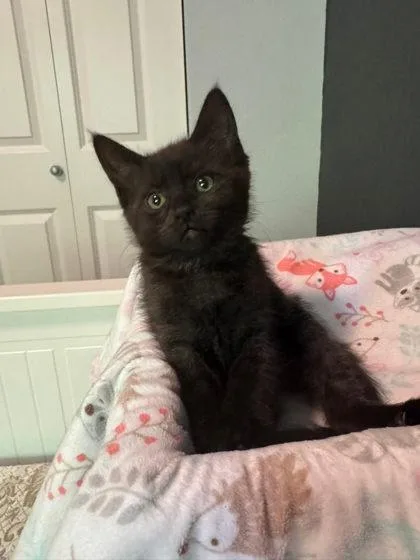 A baby small-sized male Domestic Short Hair cat named Mongo for adoption in Bellevue, WA