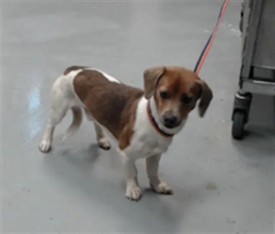 An adult small-sized male Dachshund dog named A for adoption in Fayetteville, NC