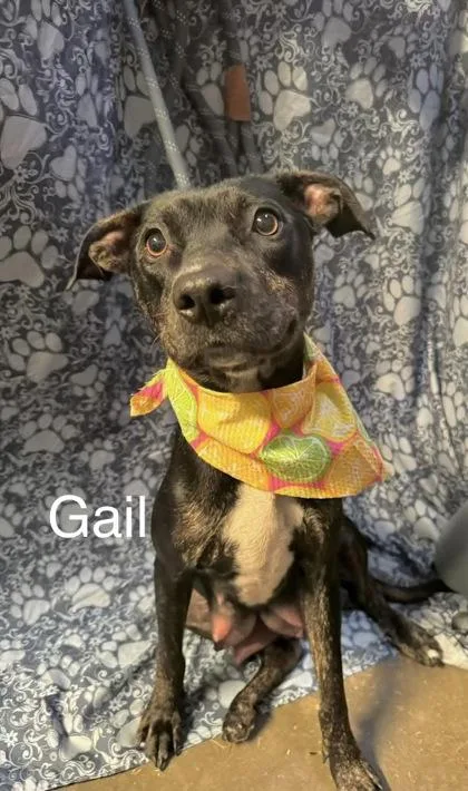 An adult large-sized female Mixed Breed dog named Gayle for adoption in Munster, IN