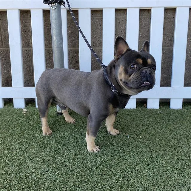 An adult large-sized male French Bulldog dog named Tank for adoption in Modesto, CA