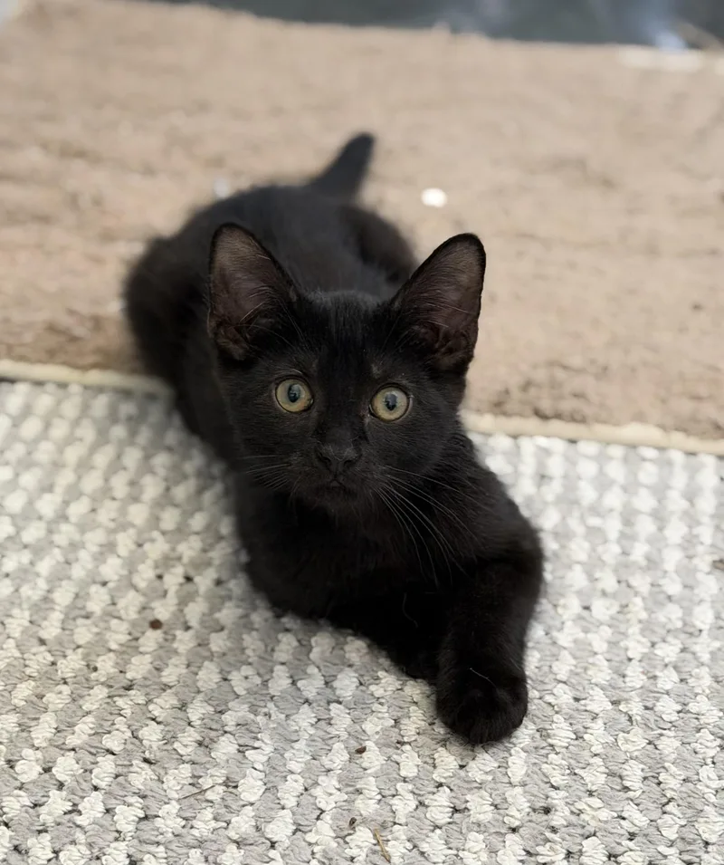 Steely  Riley Fuzzel thumbnail 2