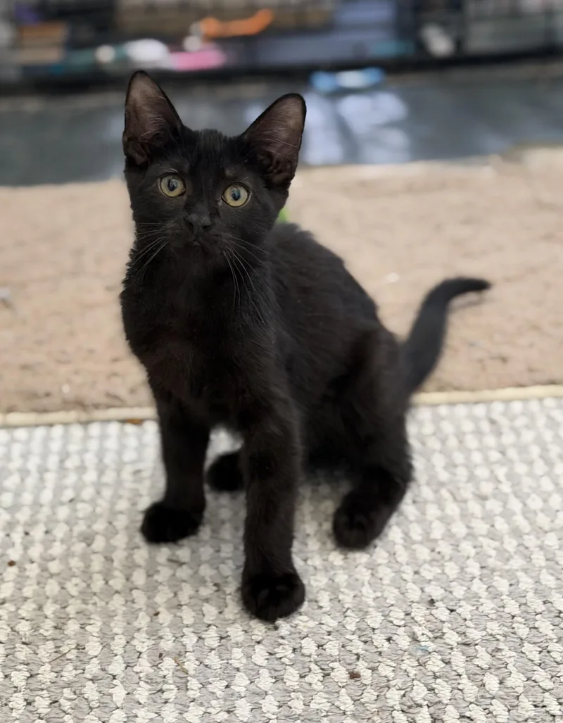 A baby medium-sized male Black Domestic Short Hair cat named Steely  Riley Fuzzel for adoption in Spring, TX
