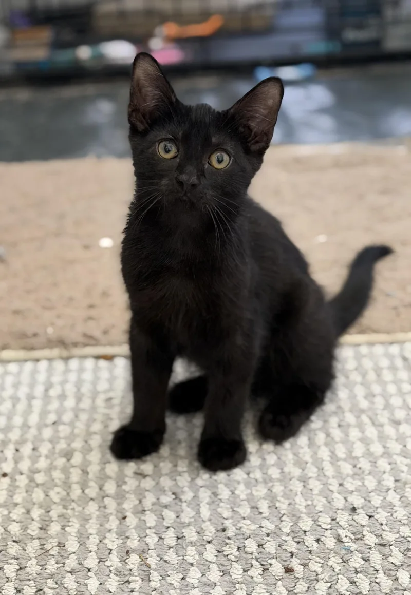 Steely  Riley Fuzzel thumbnail 4