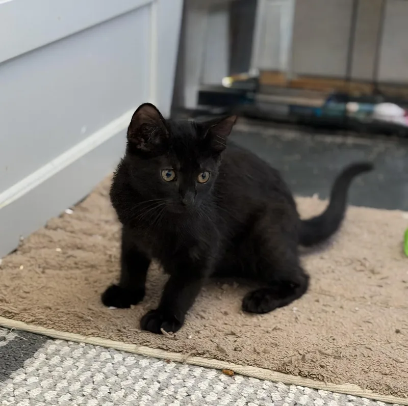 Steely  Riley Fuzzel thumbnail 5