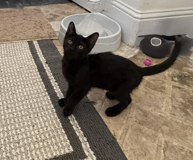 Steely  Riley Fuzzel thumbnail 6