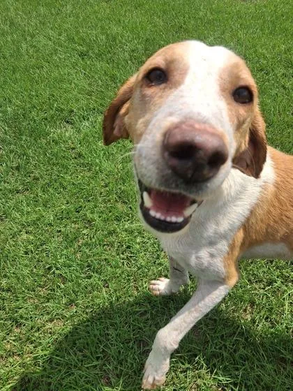 An adult large-sized male Hound dog named Patrick for adoption in Manteo, NC