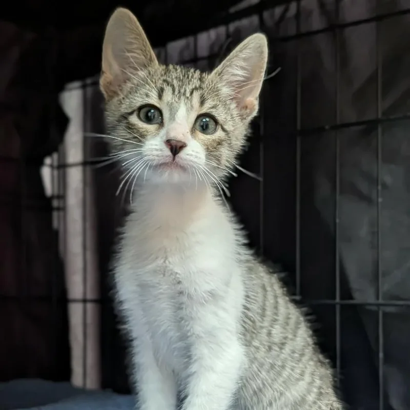 A baby small-sized male Gray / Blue / Silver Domestic Short Hair cat named Harlen for adoption in Fredericksburg, TX