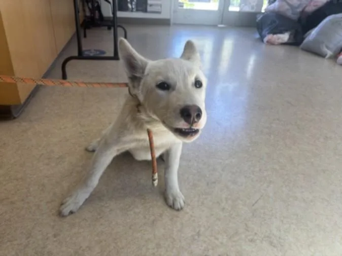 A baby small-sized male Siberian Husky dog named Bolt for adoption in San Pedro, CA