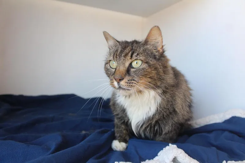 A senior medium-sized female Tabby (Brown / Chocolate) Domestic Medium Hair cat named Starla for adoption in Chestertown, MD