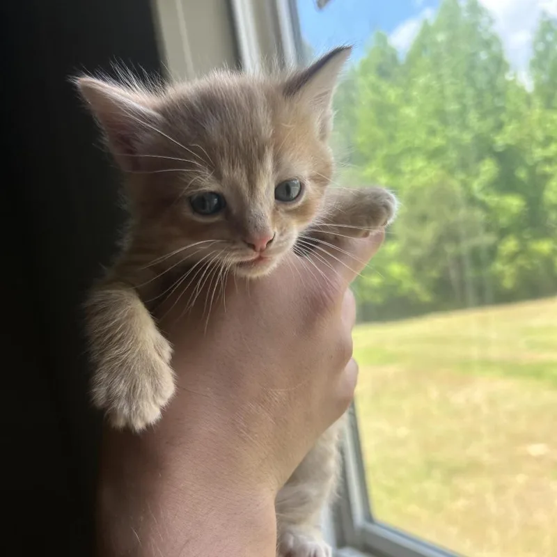 A baby small-sized male Orange / Red Domestic Short Hair cat named Sunfire for adoption in Montgomery, AL