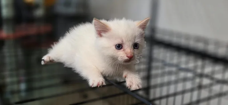 A baby medium-sized female Siamese cat named Sorceress for adoption in Crossville, TN
