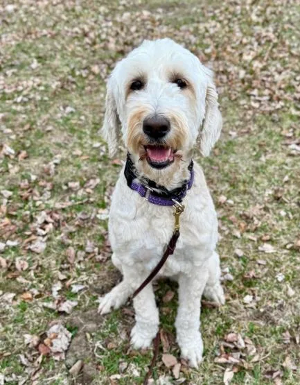 A young medium-sized female Sheepadoodle dog named Sunflower for adoption in Blaine, MN