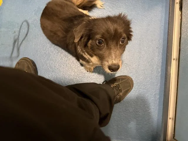 An adult small-sized female Mixed Breed dog named Shorty for adoption in Dallas, TX