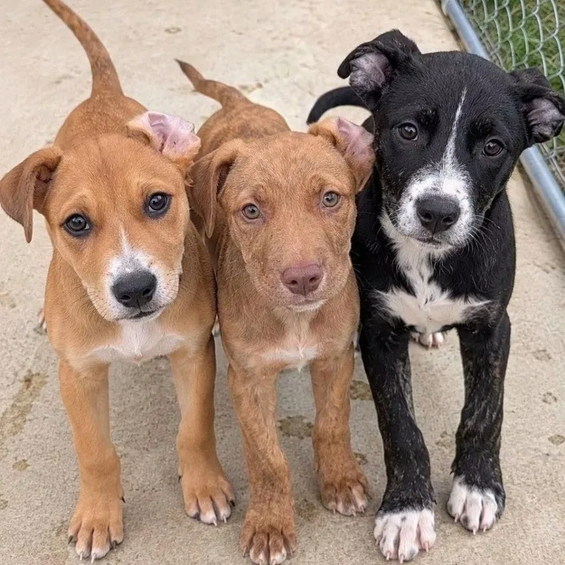 A baby small-sized male Yellow / Tan / Blond / Fawn Pit Bull Terrier dog named Cross for adoption in Tomah, WI