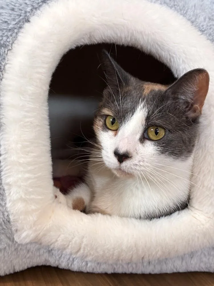 An adult medium-sized female Gray & White Domestic Short Hair cat named Shadow for adoption in Elmsford, NY