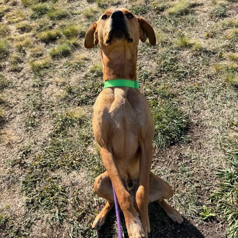 Kyro