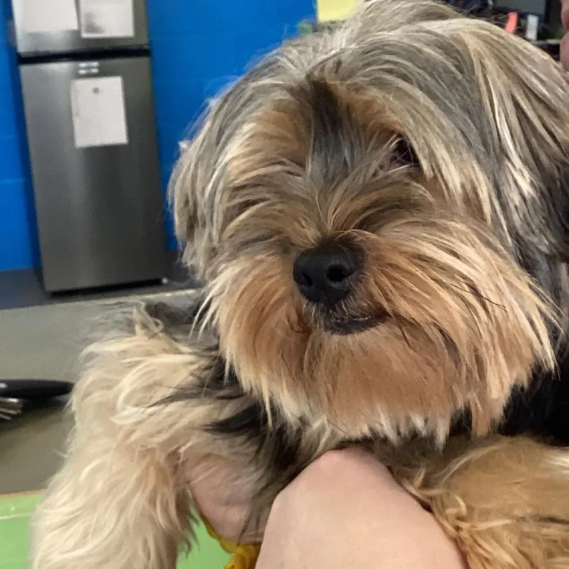 An adult small-sized male Yorkshire Terrier dog named Augie for adoption in Montgomery, AL