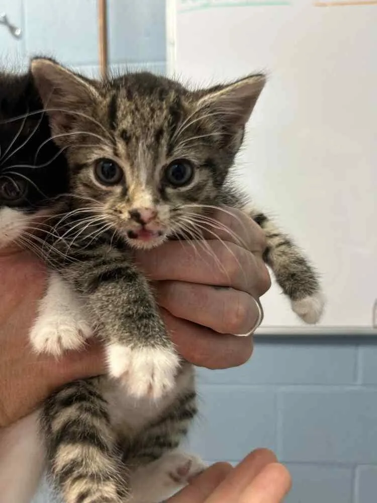 A baby small-sized male Domestic Short Hair cat named Bacon for adoption in Evansville, IN