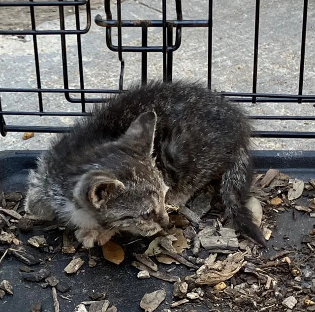 A baby large-sized male Domestic Short Hair cat named Ben for adoption in Dallas, TX