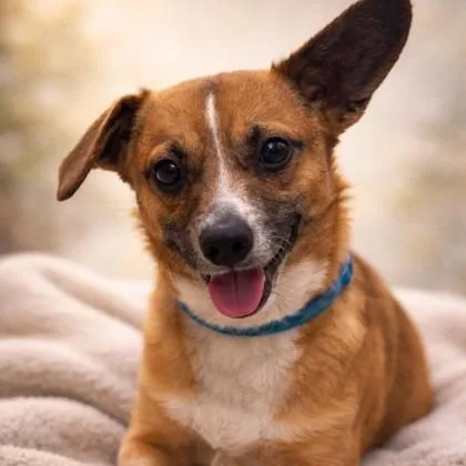 A baby small-sized male Brown / Chocolate Chihuahua dog named Elio for adoption in Tinley Park, IL