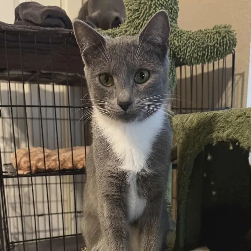 A young medium-sized female Gray & White Tuxedo cat named Ash for adoption in Gladstone, OR
