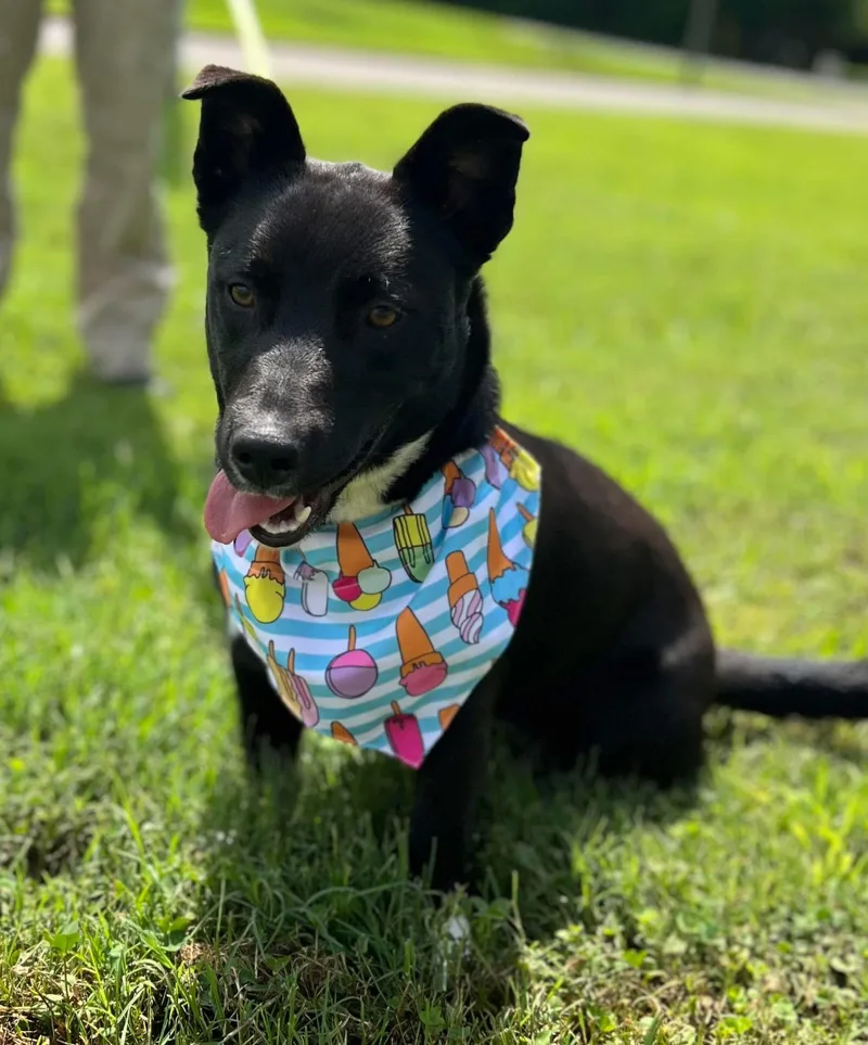 An adult medium-sized female Black Corgi dog named Charlie for adoption in Greensboro, GA