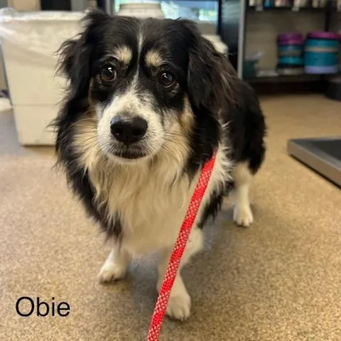 An adult medium-sized male Black Mixed Breed dog named Obie for adoption in Knoxville, TN