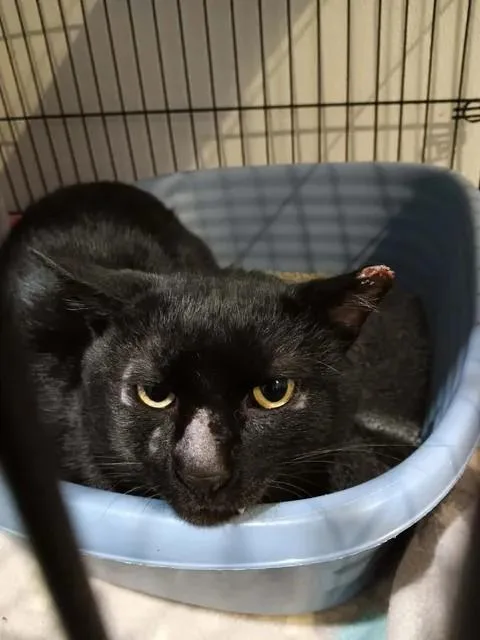 An adult medium-sized male Black Domestic Short Hair cat named Ghoul for adoption in Winthrop, ME