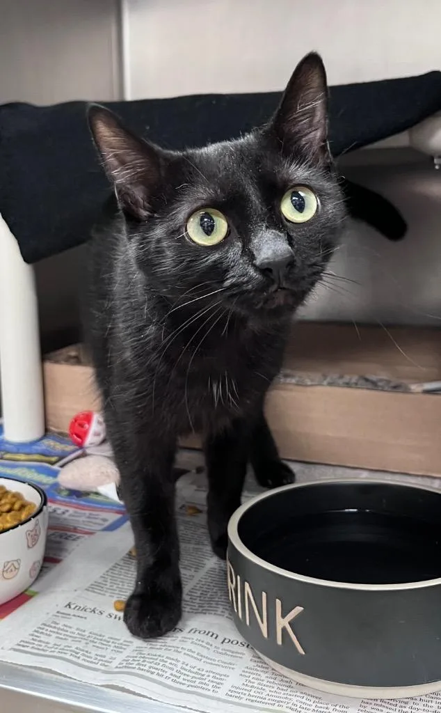 A young medium-sized female Domestic Short Hair cat named Kudzu for adoption in Cincinnati, OH