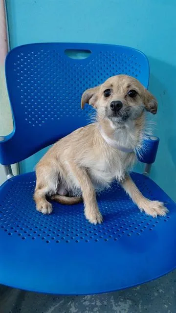 Muneca