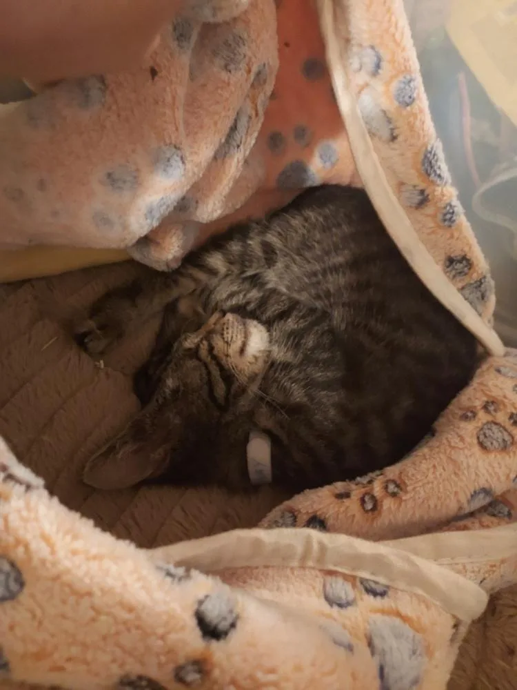 A baby small-sized male Domestic Short Hair cat named Highway for adoption in Plymouth, MI