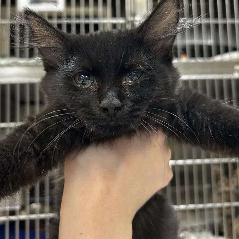 A baby small-sized female Black Domestic Medium Hair cat named Marinara for adoption in Indianapolis, IN