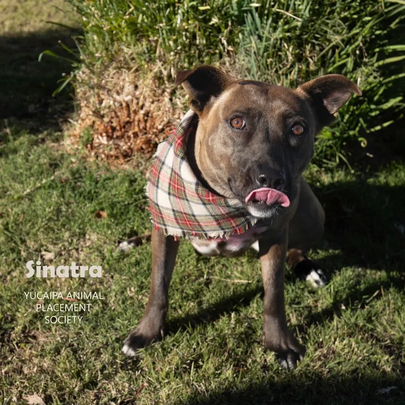 An adult medium-sized female Black Shepherd dog named Sinatra for adoption in Yucaipa, CA