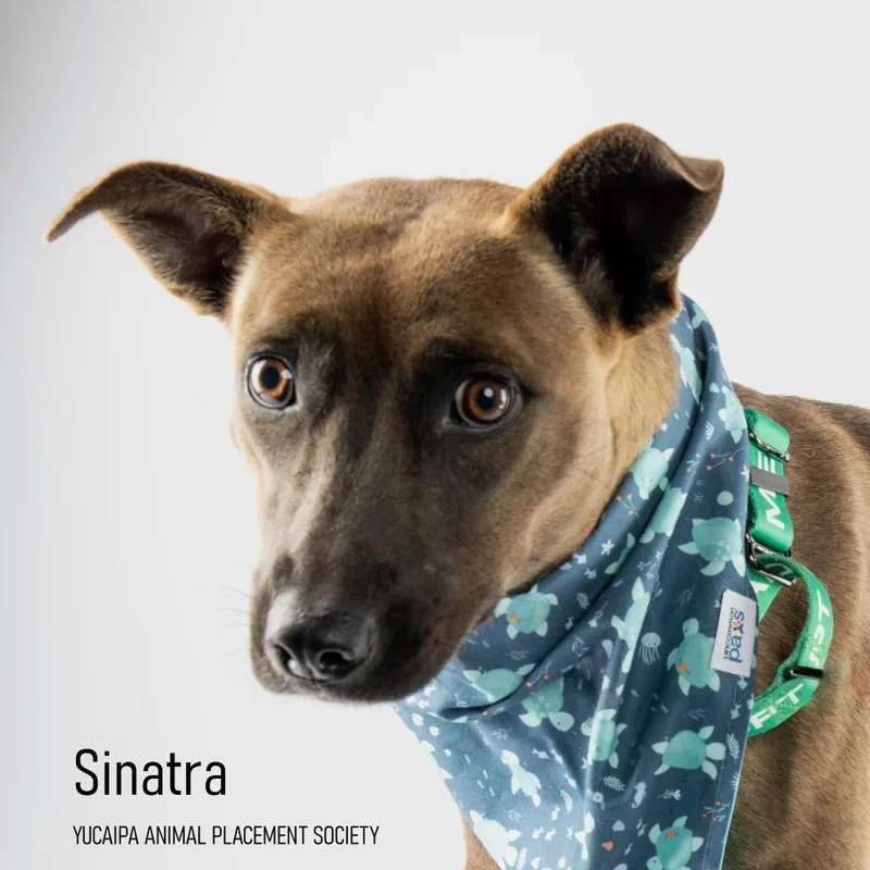 Sinatra thumbnail 2