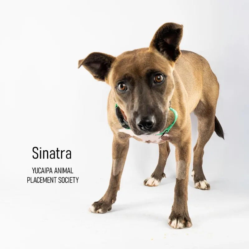 Sinatra thumbnail 4