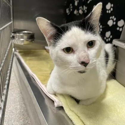 An adult small-sized male Domestic Short Hair cat named Toupee for adoption in Wheaton, IL
