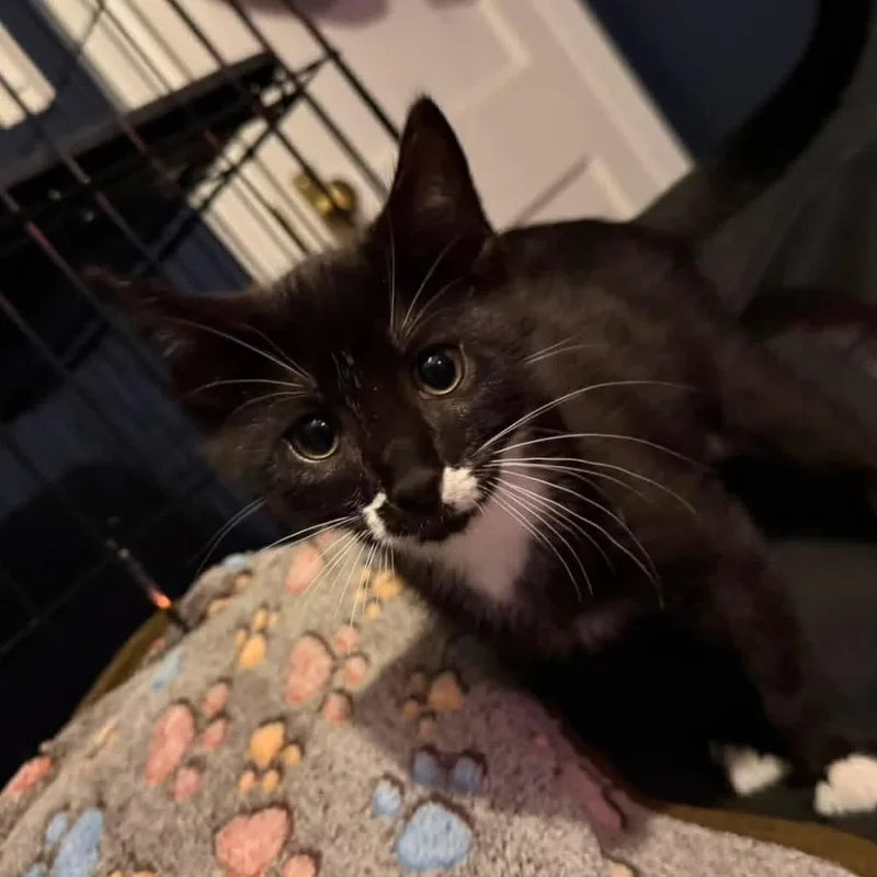 A baby small-sized male Black Domestic Short Hair cat named Pollo for adoption in Oakton, VA
