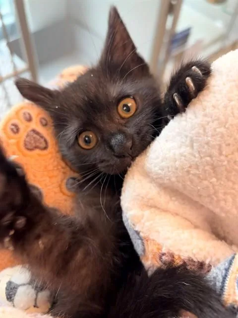 A baby small-sized female Domestic Short Hair cat named Holly for adoption in Leesburg, VA
