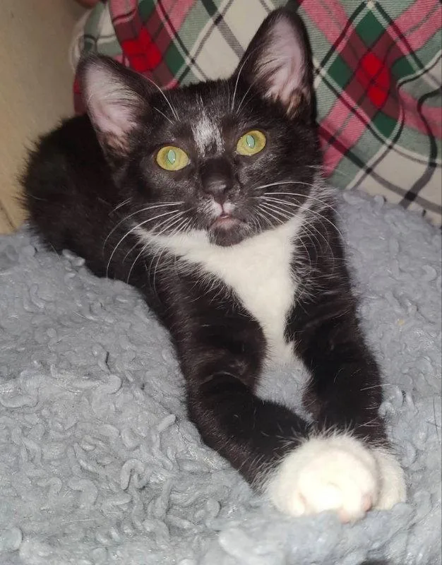 A young medium-sized female Tuxedo cat named Tuxee Bear for adoption in Knoxville, TN