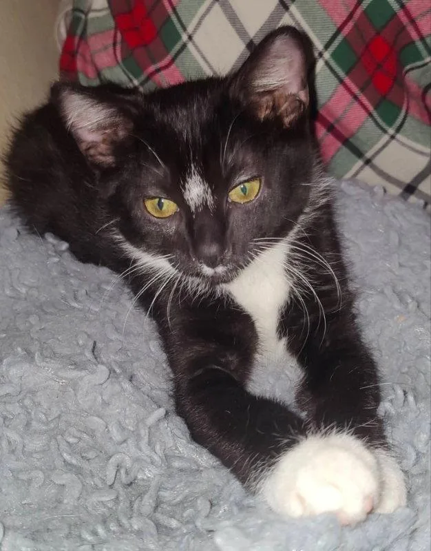 Tuxee Bear thumbnail 2