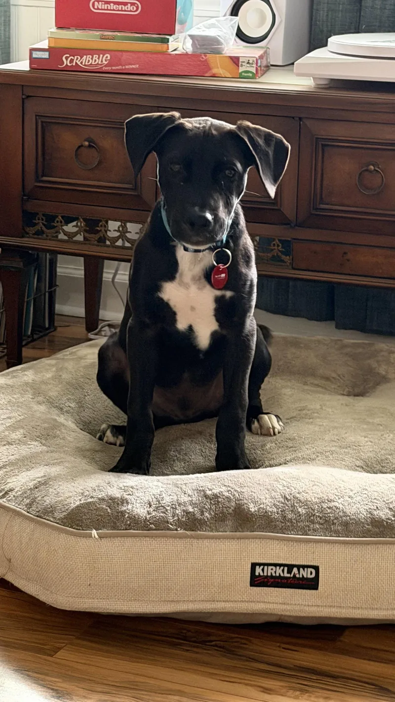 A young medium-sized male Labrador Retriever dog named Waffles for adoption in Nashville, TN