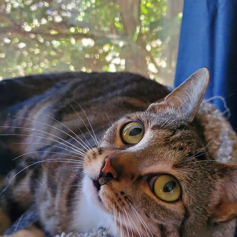 An adult medium-sized female Tabby (Brown / Chocolate) Domestic Short Hair cat named Zuri for adoption in Camden, TN