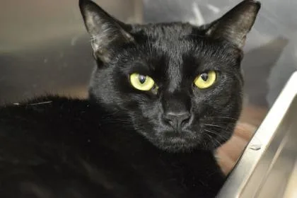 A senior large-sized male Black Domestic Short Hair cat named Fury for adoption in West Swanzey, NH