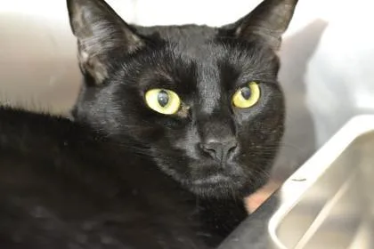 Fury thumbnail 2
