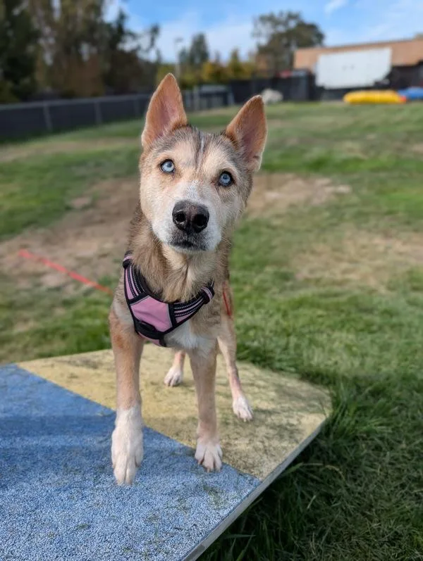 A senior large-sized female Siberian Husky dog named Sheeba for adoption in Santa Rosa, CA