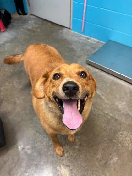 A senior large-sized male Labrador Retriever dog named Frito for adoption in Paducah, KY